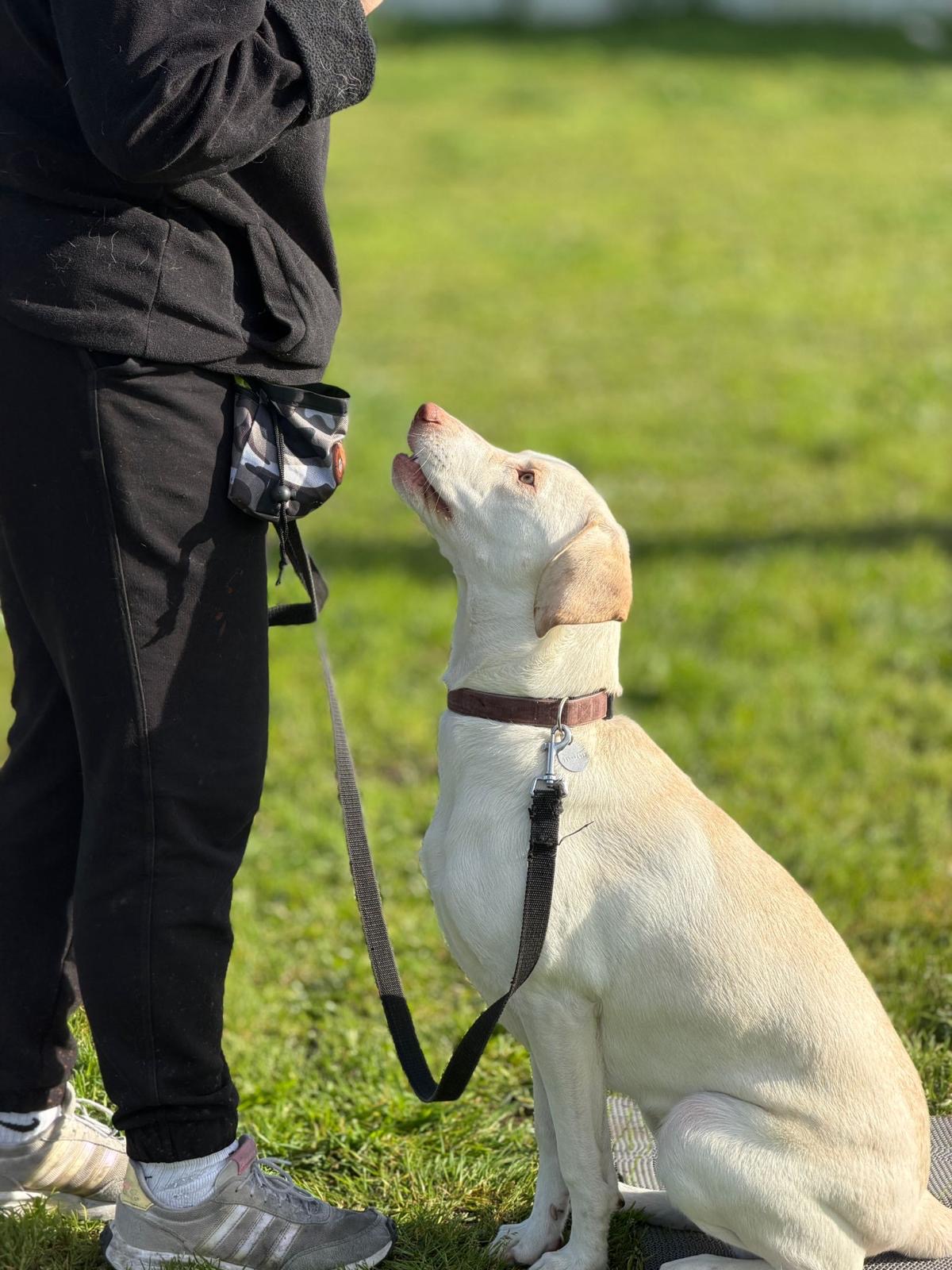 Cão em treino de grupo