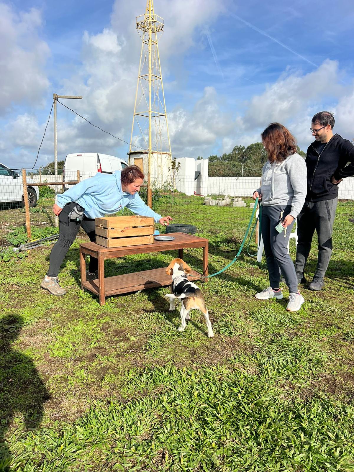 Socialização canina em ambiente de grupo