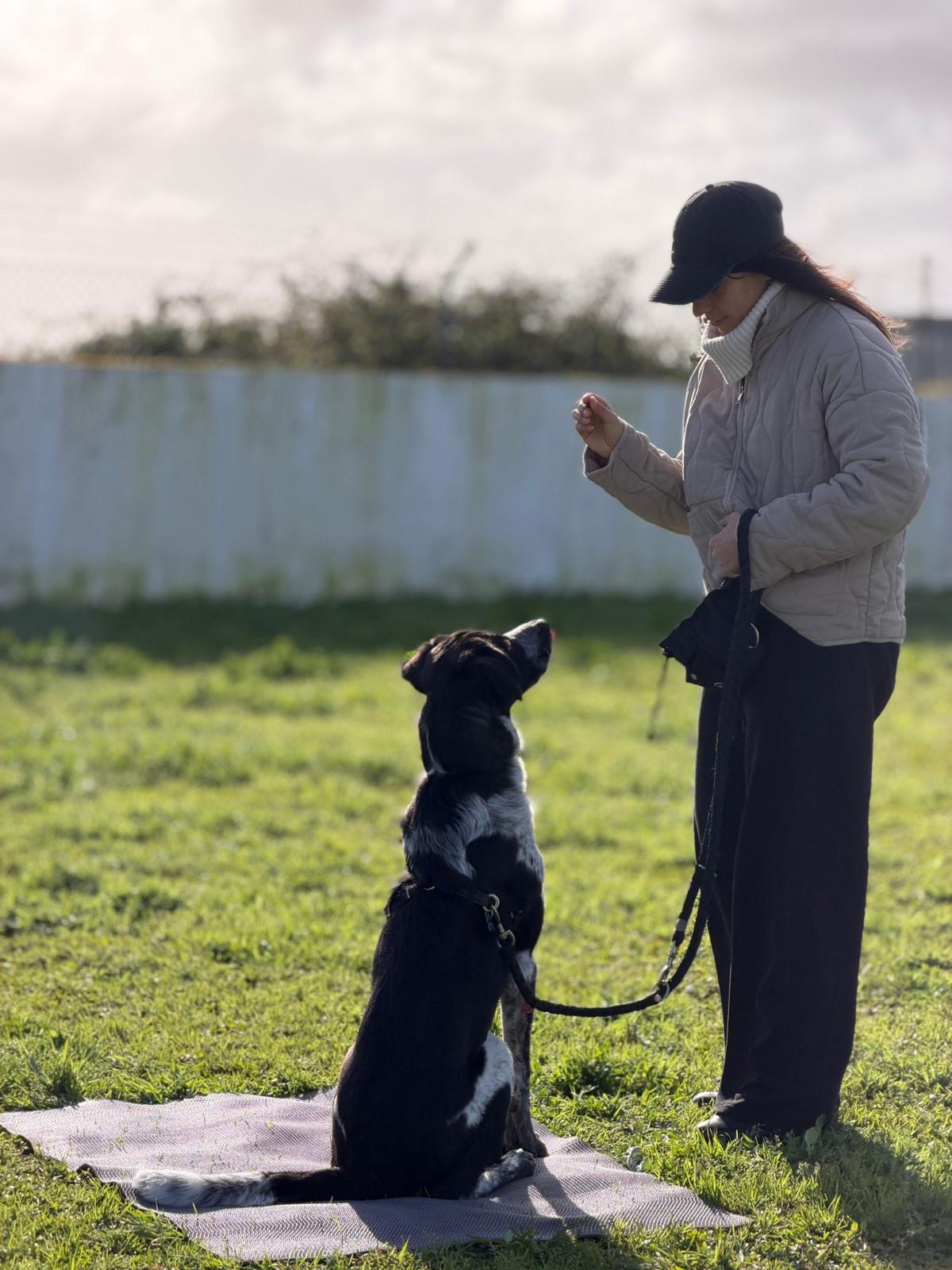 Grupo de cães em treino