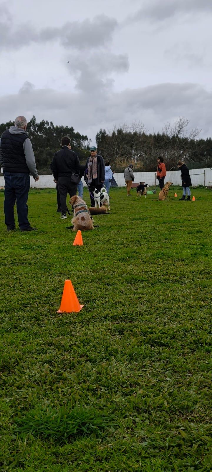 Tutores e cães em aula de grupo