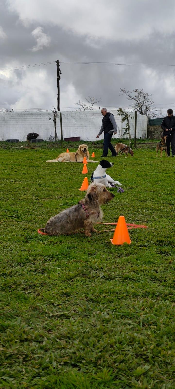 Aula de treino canino em grupo
