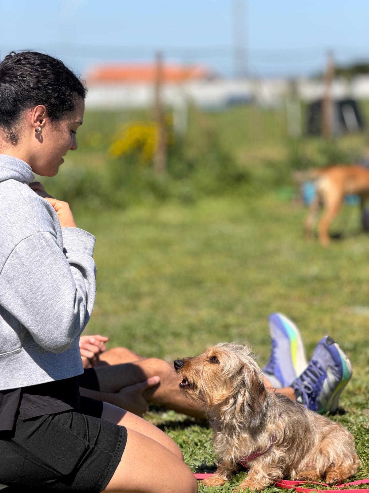 Socialização de cães em aula