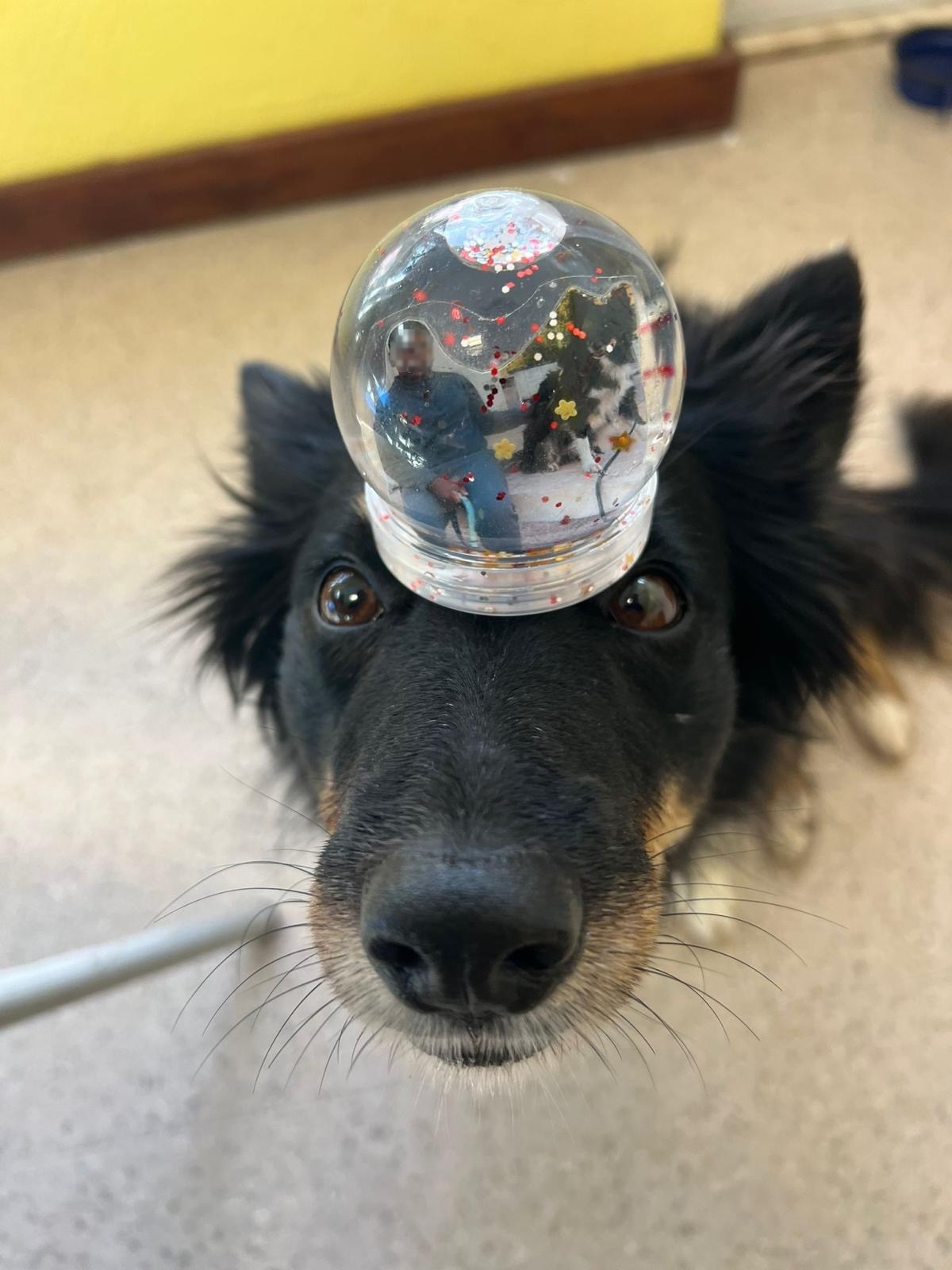 Sessão de intervenção assistida por animais