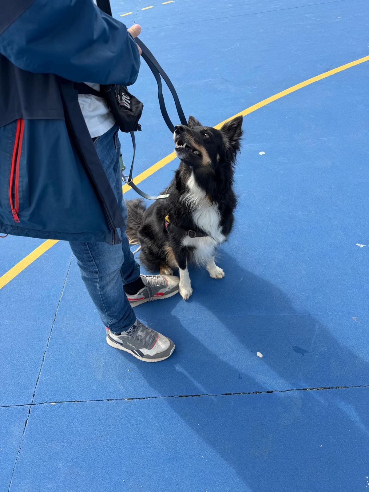 Criança a observar o cão em sessão de terapia assistida