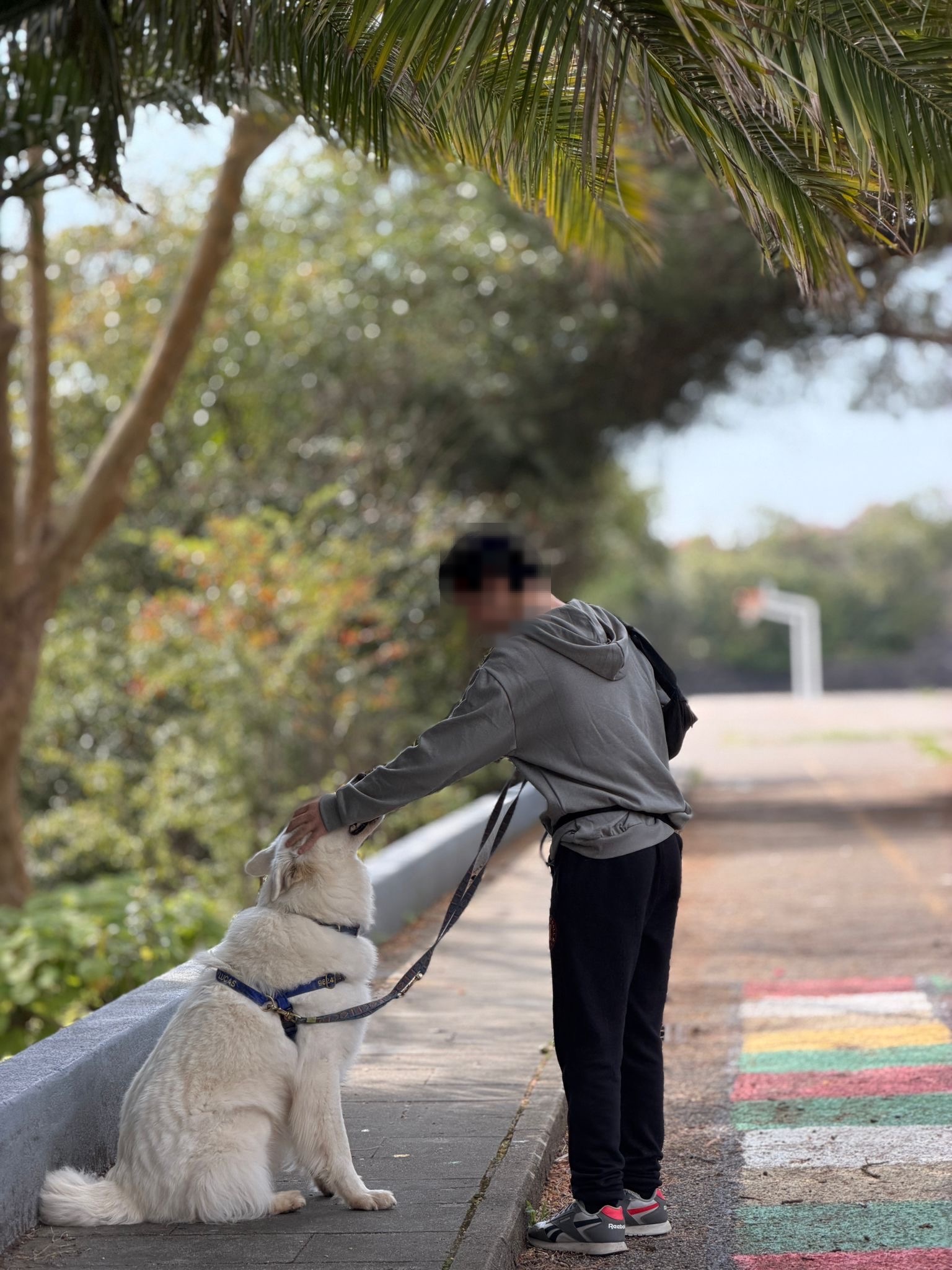 Criança e cão em atividade de intervenção terapêutica